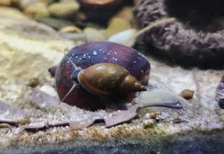 Bladder Snails (45+)