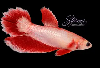 Female Red Dragon Long Fin