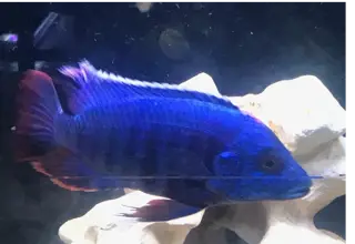 Blue Dragonblood Peacock