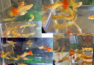 Albino Snakeskin Crossbreed Guppies - FRY Pack Logo