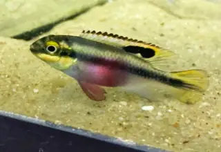 Kribensis Cichlid (Pelvicachromis Pulcher) Females Only