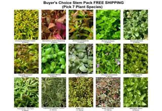 Aquatic Stem Plant Pack, 7 Species, Buyers Choice