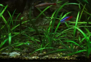 Dwarf Sag, Saggitaria Subulata