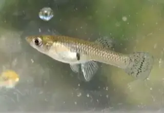 Eastern Mosquitofish (Gambusia Holbrooki)