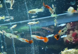 20+ Fancy Mutt Guppy Fry M/f