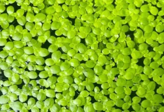 Duckweed Logo