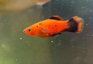 Orange Speckled Mickey Mouse Platy
