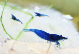 5+(1 For Doa) High Quality Blue Shrimp, Live Neocaridina Shrimp