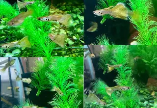 Green Lace Snakeskin Guppies - Trios Logo