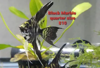 Quarter Size Black Marble Angelfish Logo