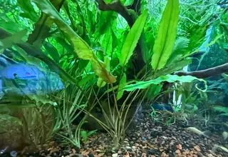 Amazon swords