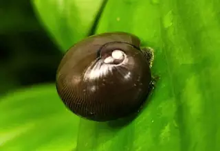 Olive Nerite Snail