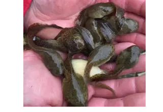 Bullfrog Tadpoles Logo