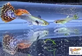 Pk Endlers Rainbow Mosaic Dumbo Guppy Trio Mff