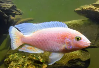 3-4" Male Pink Flash Cichlid Sciaenochromis Sp. Logo