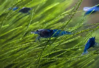 Blue Shrimp, Neocaridina Davidi, M/F