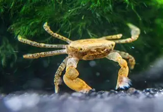 1 (Pom Pom Crab) Fully Aquatic Freshwater Dwarf Crab.