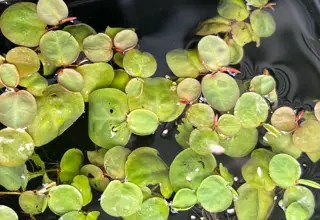 10+ Red Root Floaters (Phyllantus Fluitans) Logo