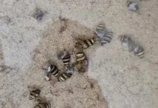 Assassin Snails 10-Pack Logo