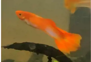 Albino Koi Guppies     Bag Of 6 Fry