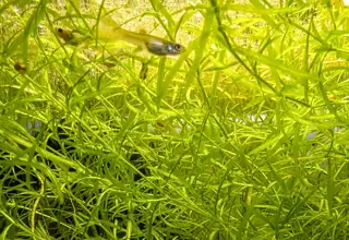 Pk Endlers - Guppy Grass (Najas Guadalupensis)