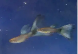 Blue Lazuli Guppies      Bag Of 6 Fry