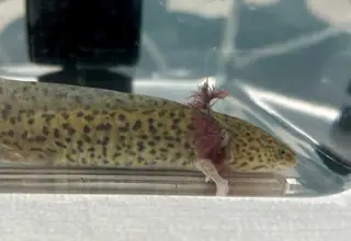 6+ inches Gfp wild type axolotls Logo