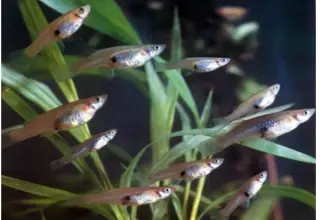 X25 Live Mosquitofish Gambusia Aquarium Pond Feeder Guppy Mosquito Control