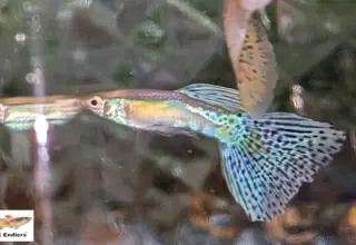 Pk Endlers Blue Grass Guppy Pair Mf