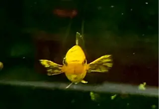 Gold Dust Lyretail Molly (4+ Unsexed Juveniles) Logo