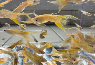Cobra Gold Lace Double Sword Guppies - Pairs