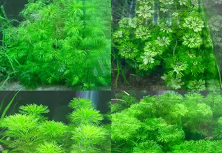 Limnophila Sessiliflora(bunch)