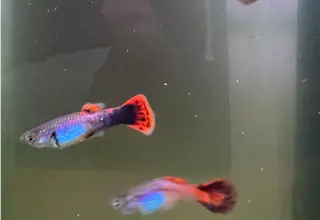 Pink Tuxedo Guppy, Male, Poecilia Reticulata