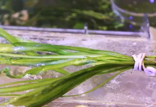 25+ Jungle Val Plants