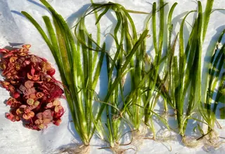 Easy Plant Pack (12+ Vallisneria, Red Root Floater)