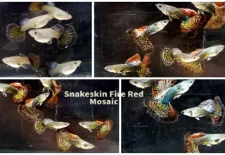 12 pack Snakeskin Fire Red Moscaic guppies - Free Shipping Logo