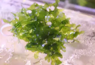 1 Baseball Of Subwassertang