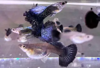 Blue Dragon Guppies - Young Adult Pairs Logo