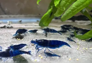 5 (+1 For Doa) X High Grade Ultra Blue Dream Neocaridina Shrimp