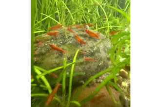 15+1 Red Cherry Shrimp/ Neocaridina Red Shrimp/ Live Freshwater Shrimp