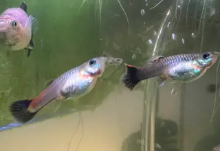 Pink Tuxedo Guppy, Female, Poecilia Reticulata