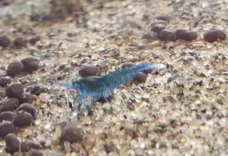 Blue Dream Neocaridina