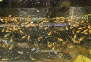 Long Fin Calico Pleco (Bristlenose Family) Pre-order Will Go Fast Logo