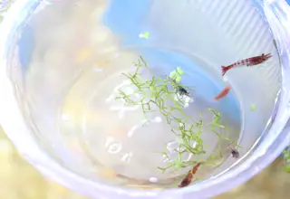 5+1(for Doa) Rainbow Neocaridina Shrimp (Snowball, Cherry, Red Rili, Etc.)