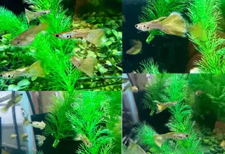 Special Mixed Variety Guppy Group of 20 or More Adults