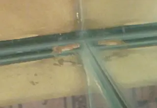 Albino Dwarf Frogs, Hymenochirus boettgeri, 3 Unsexed