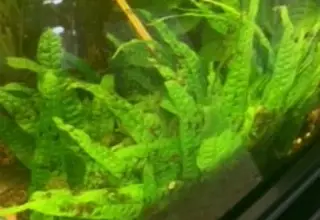 Java Fern