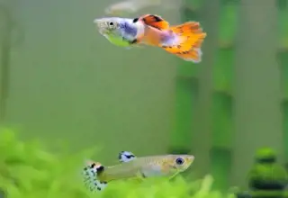 Red Mosaic Dumbo Guppies, Poecilia Reticulata Logo