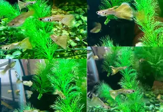 Green Lace Snakeskin Guppies - Pair Logo