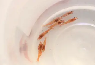 10+(2 For Doa) Cherry Shrimp, Live Neocaridina Shrimp